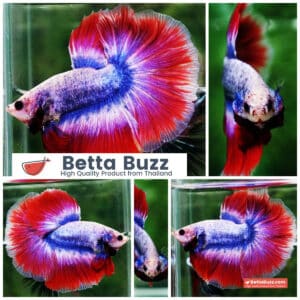 Betta fish HM Mascot Thailand Flag