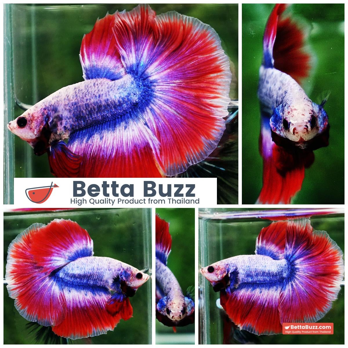 Betta fish HM Mascot Thailand Flag