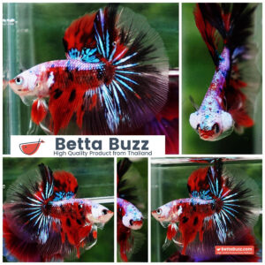 Betta fish OHM Samurai Tiger Halloween