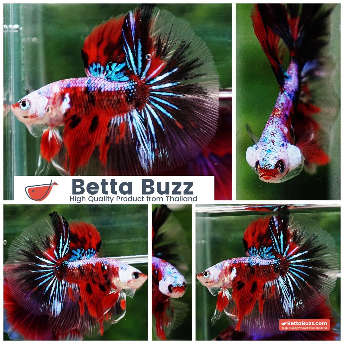 Betta fish OHM Samurai Tiger Halloween