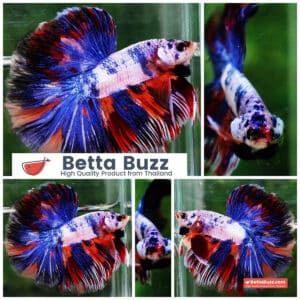 Betta fish HM Magical Multicolor Rainbow Series