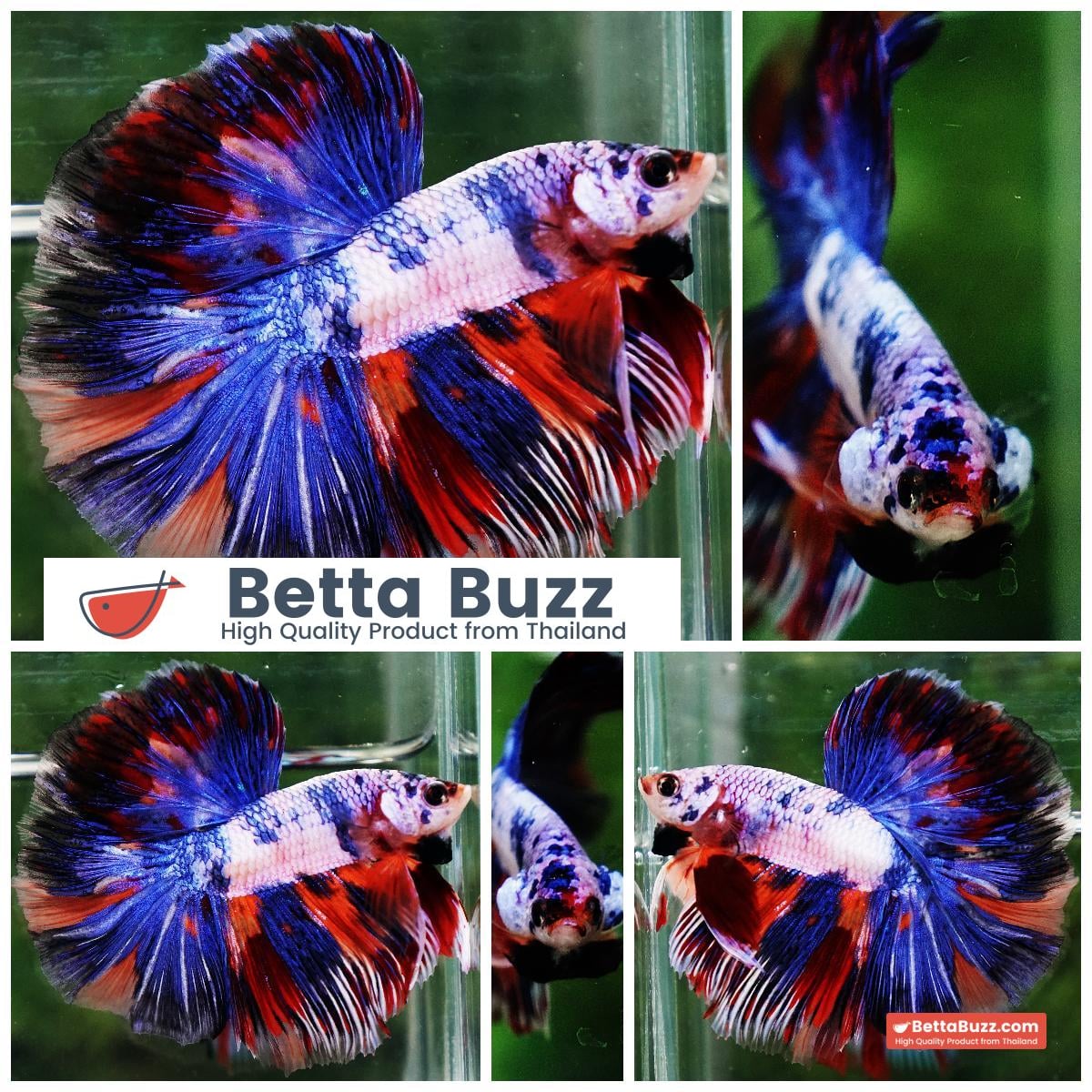 Betta fish HM Magical Multicolor Rainbow Series