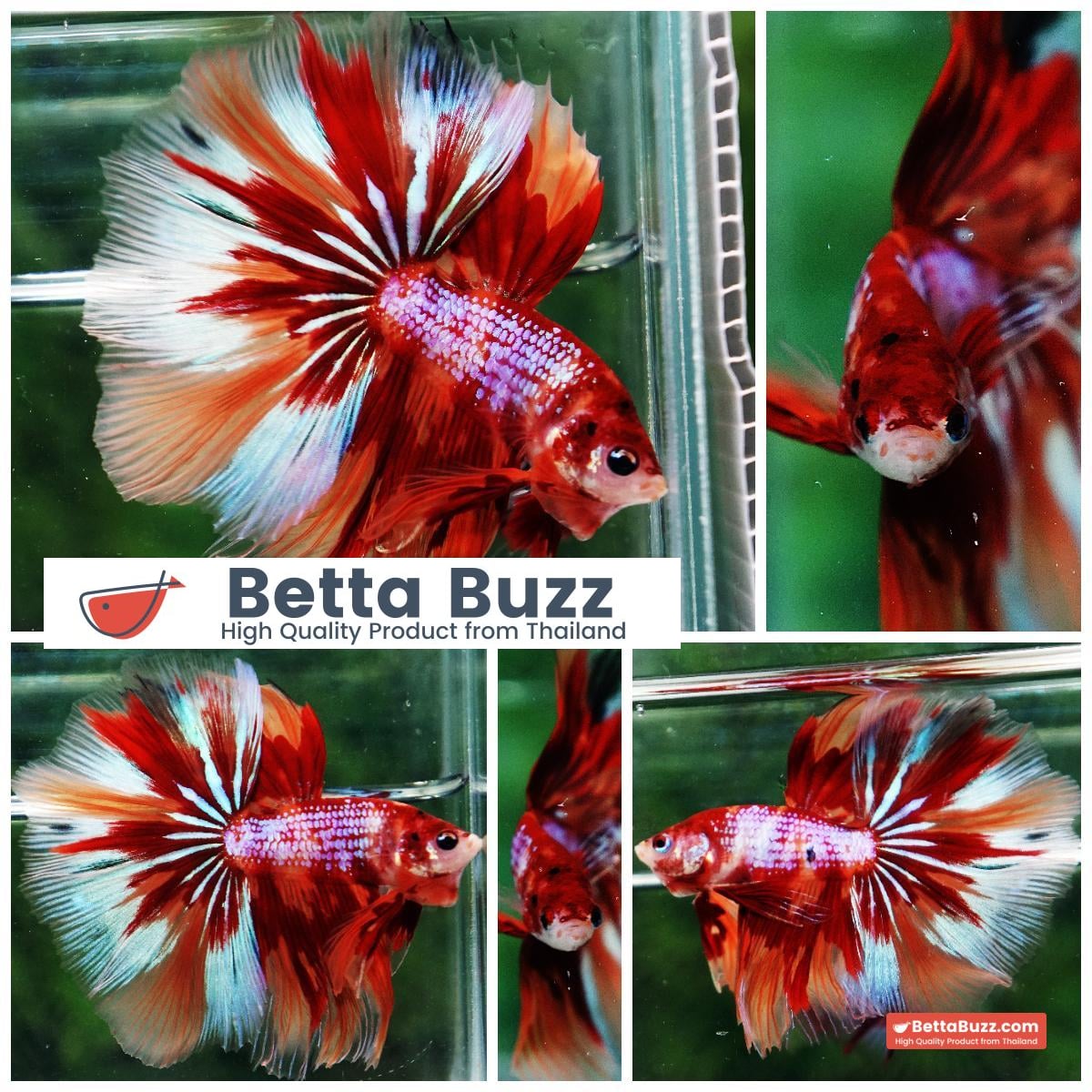 Betta fish OHM Nemo on Fire (Very Large size)