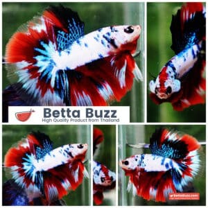 Betta fish HM Fancy Captian America (Comp Grade)