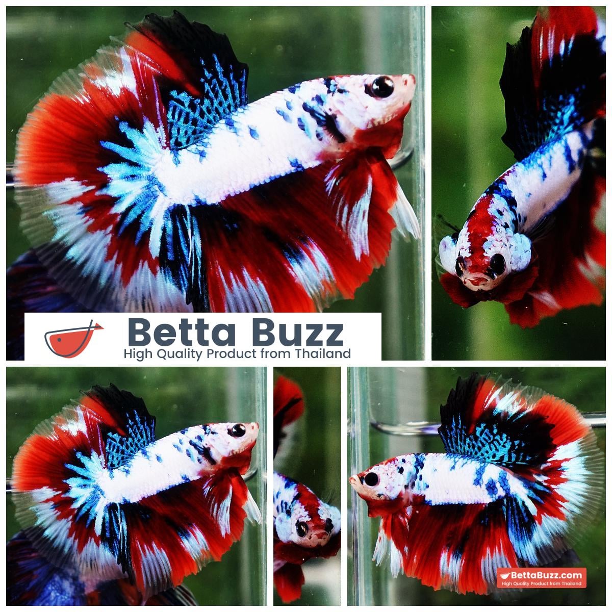 Betta fish HM Fancy Captian America (Comp Grade)