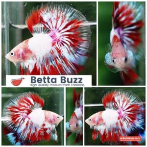 Betta fish OHM Kyokujitsu-ki flag Half Armor (Ultra Rare)