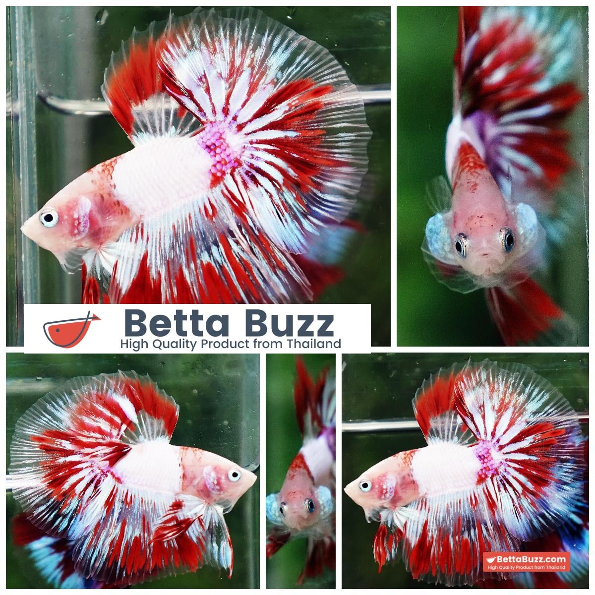 Betta fish OHM Kyokujitsu-ki flag Half Armor (Ultra Rare)
