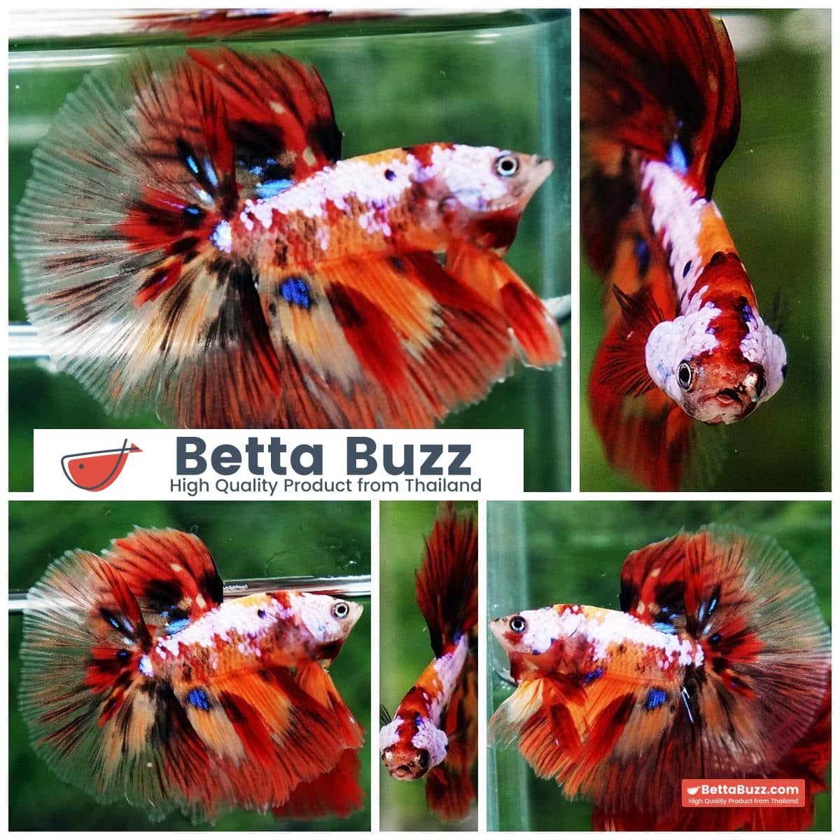Betta fish HM Multicolor Candy Nemo Yellow Base