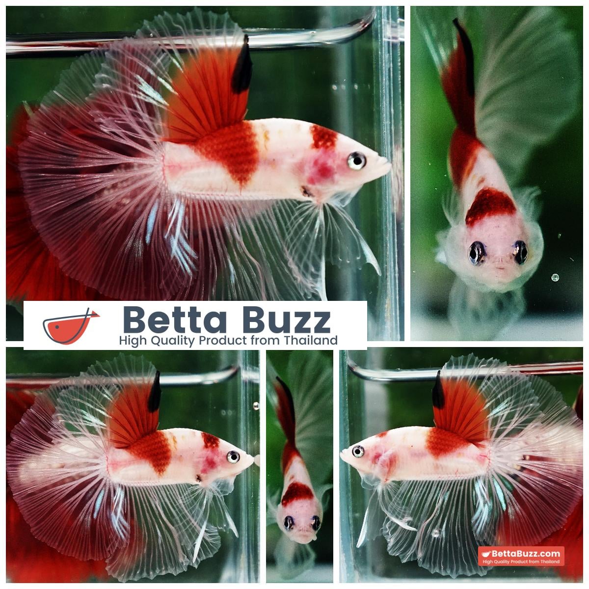 Betta fish OHM Tanjo-Koi