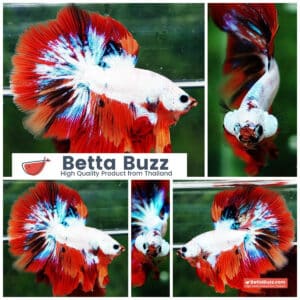 Betta fish HM Multicolor Fire Dragon
