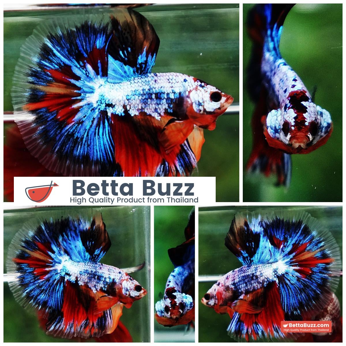 Betta fish OHM Thunder Rainbow