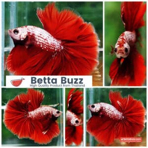 Betta fish OHM Red Gold Dragon Galaxy Sky Hawk