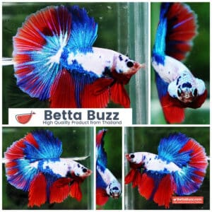 Betta fish HM Fancy Catain America