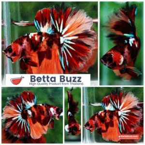 Betta fish OHM Candy Nemo Star Rosetail
