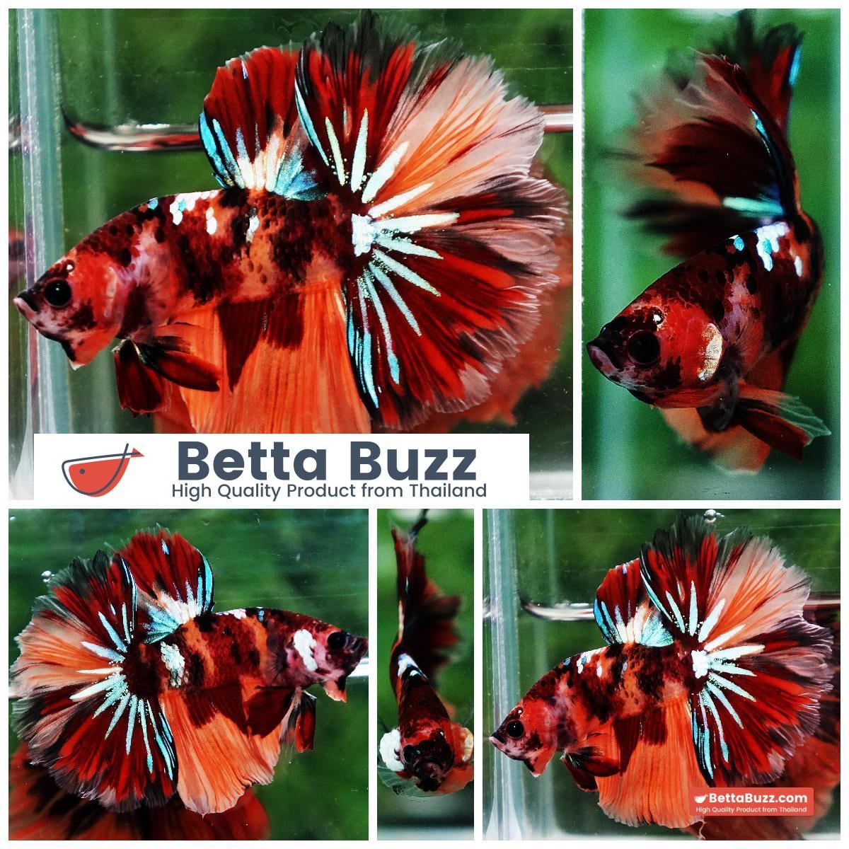 Betta fish OHM Candy Nemo Star Rosetail