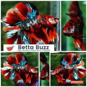 Betta fish Winner 2ND Competition DTHM Multicolor Emerald