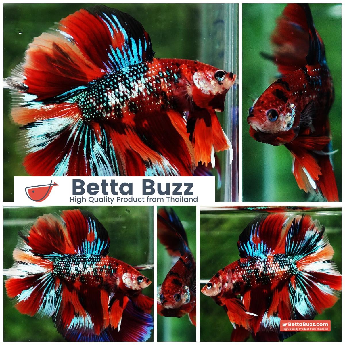 Betta fish Winner 2ND Competition DTHM Multicolor Emerald