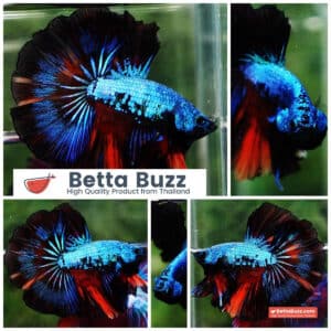Betta fish OHM Peacock Multicolor Gas