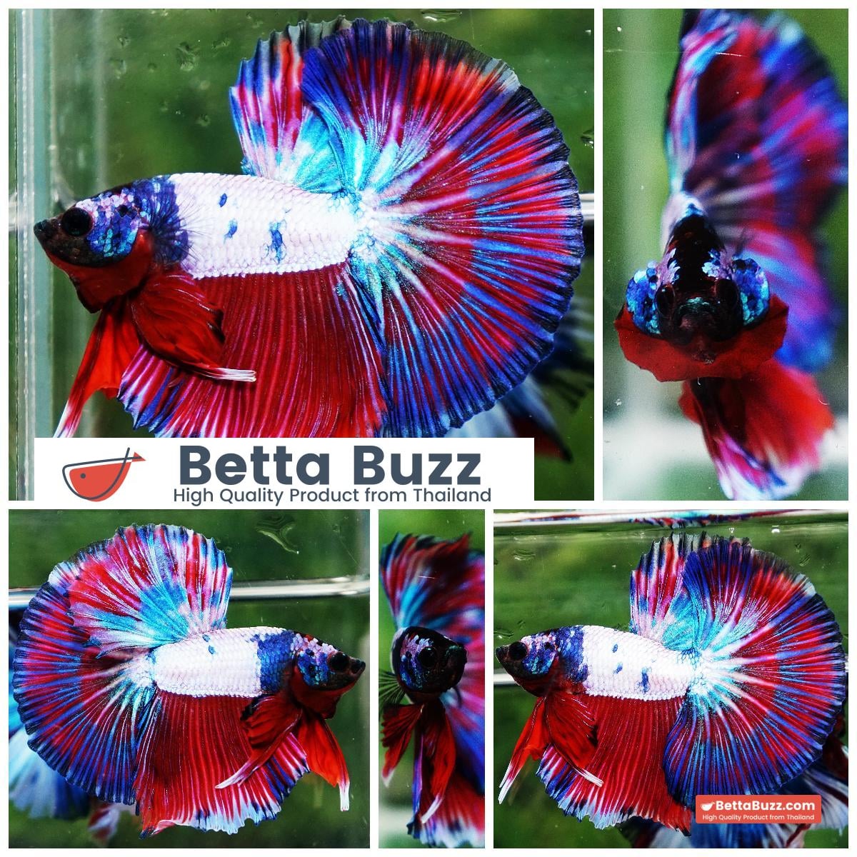 Betta fish OHM Magical Pink Blue Series