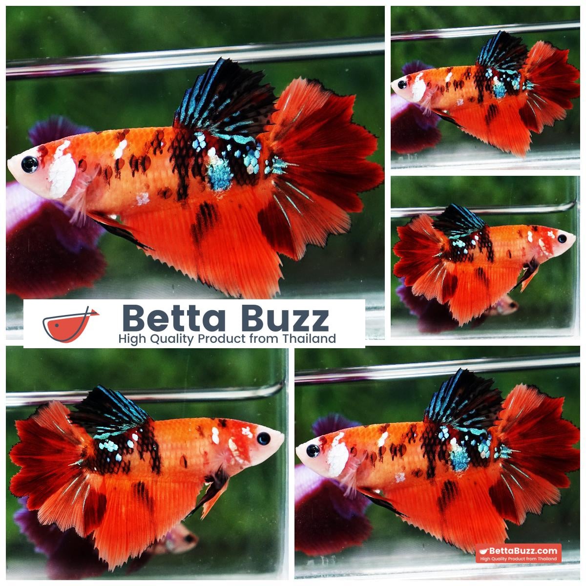 Betta fish Female HM Classic Nemo Feather tail