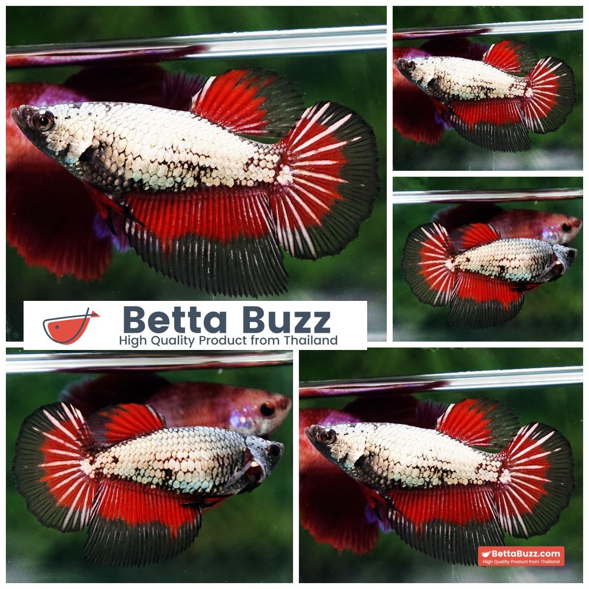 Betta fish Female HM Hell Copper Dragon Butterfly