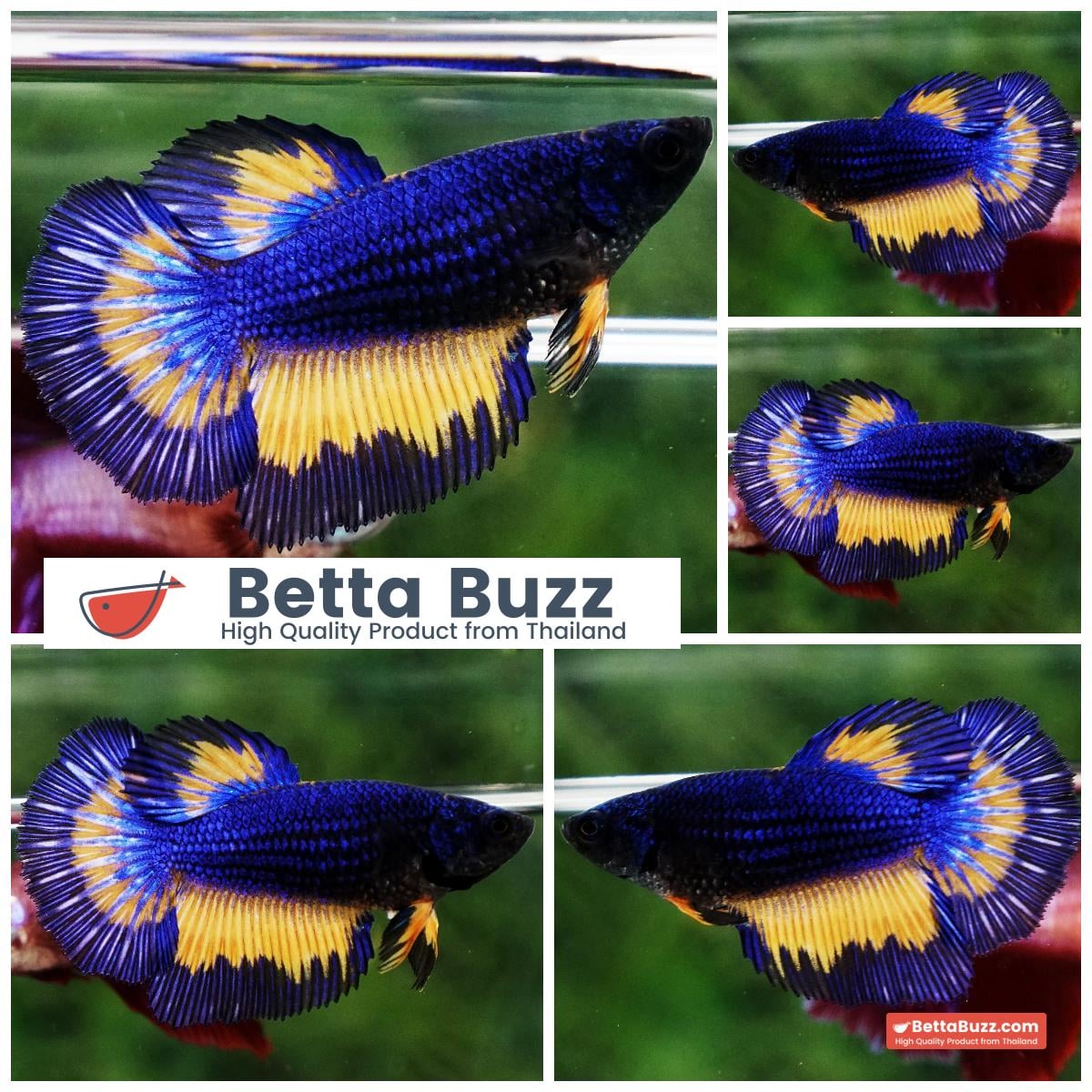 Betta fish Female HM Blue Mustard Gas Butterfly