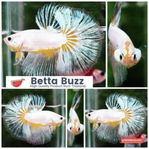 Betta fish OHM Platinum Stardust Crusader