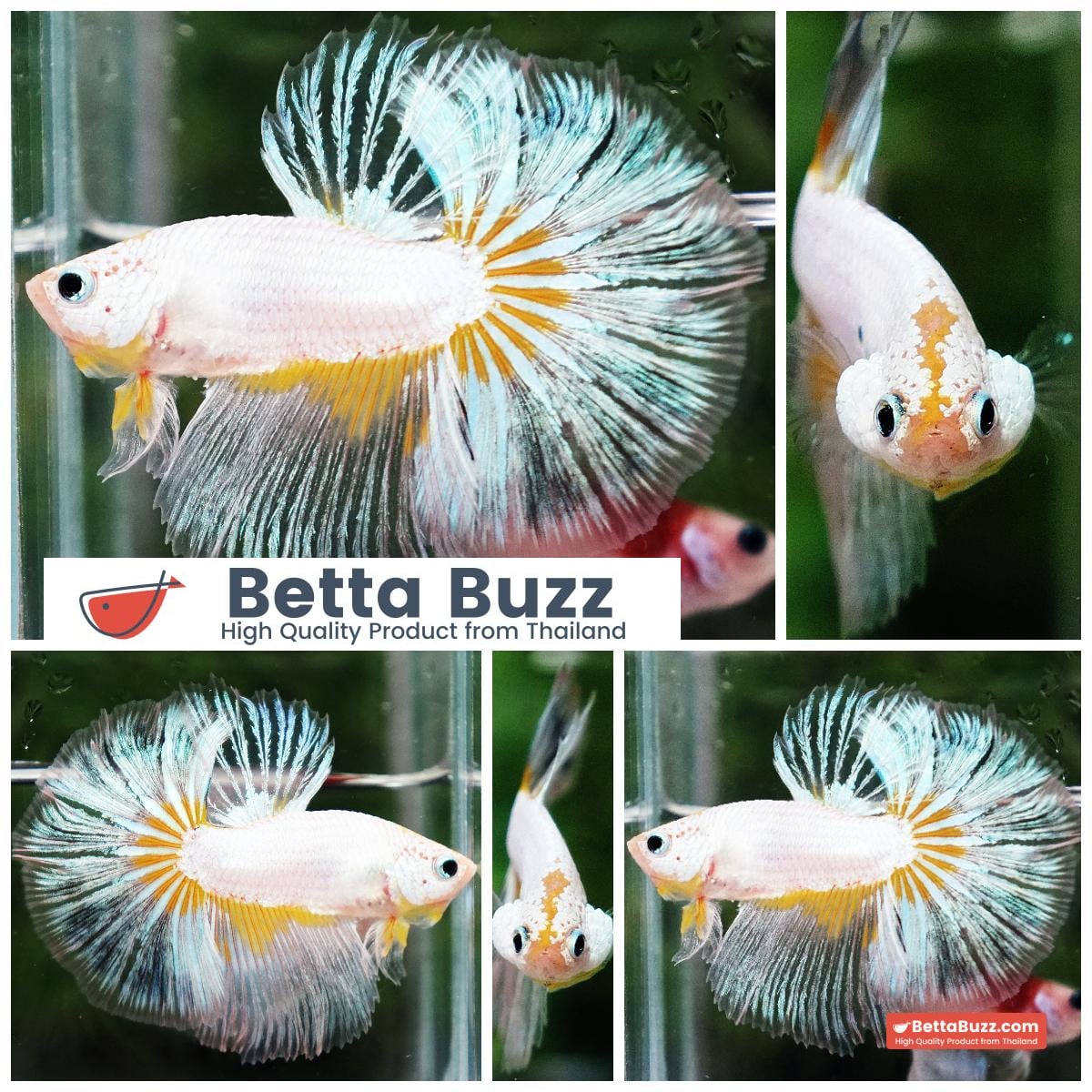 Betta fish OHM Platinum Stardust Crusader