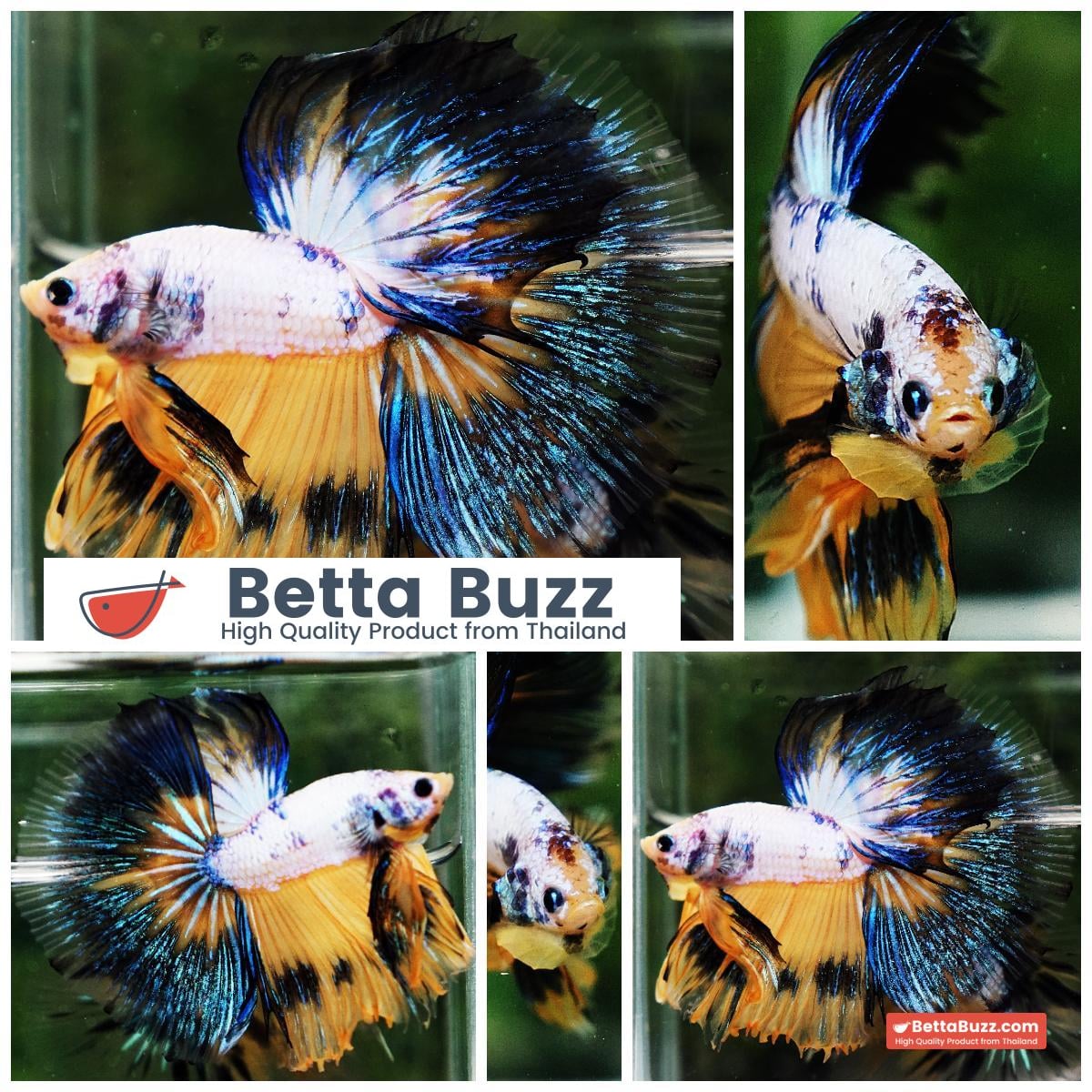 Betta fish HM Fancy Yellow Marcaw