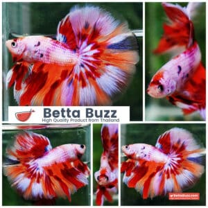 Betta fish OHM Magical Pink Candy Nemo Series