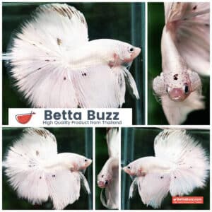 Betta fish HM White Dragon Platinum Copper Dot
