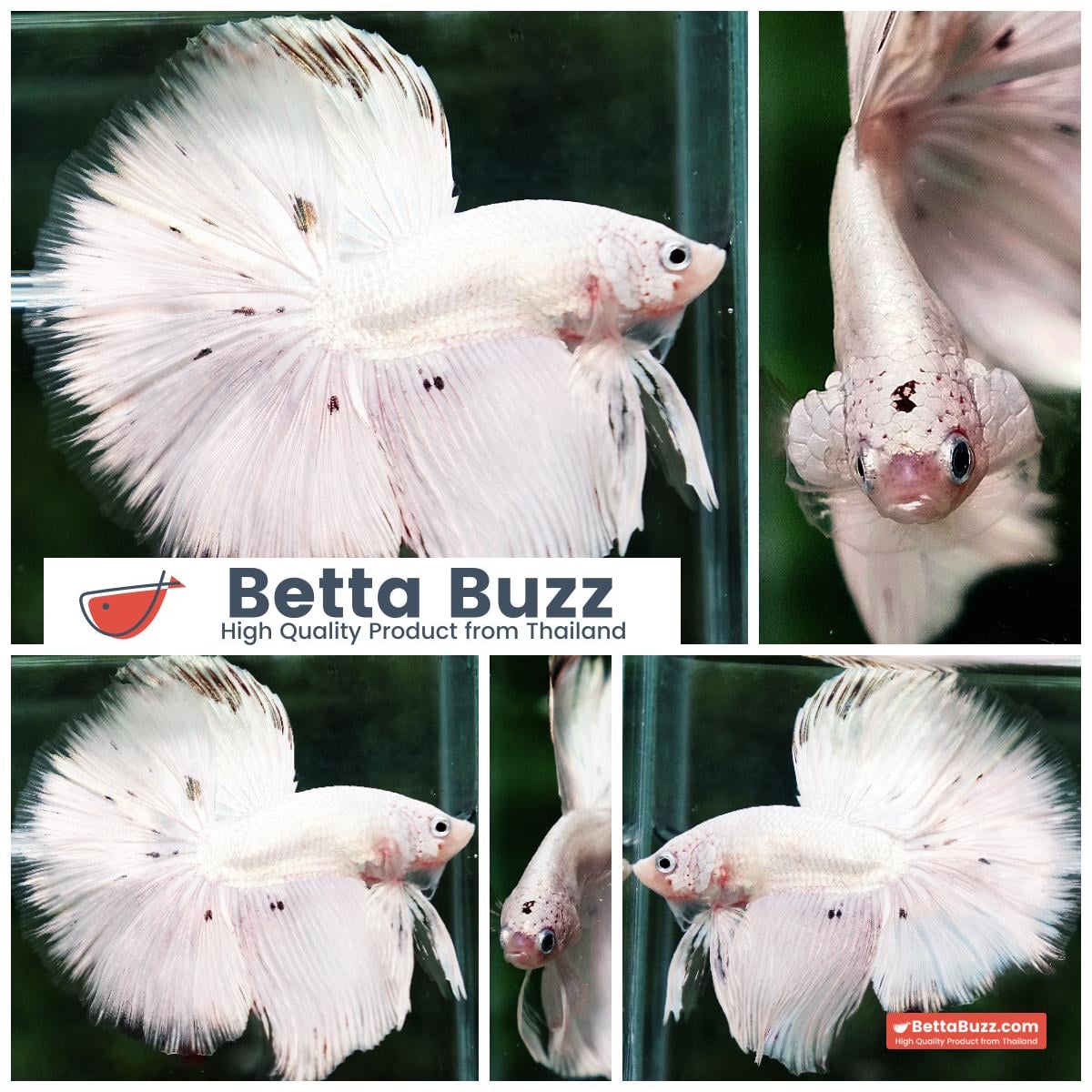 Betta fish HM White Dragon Platinum Copper Dot