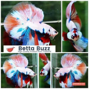 Betta fish HM Fancy Nemo Marble