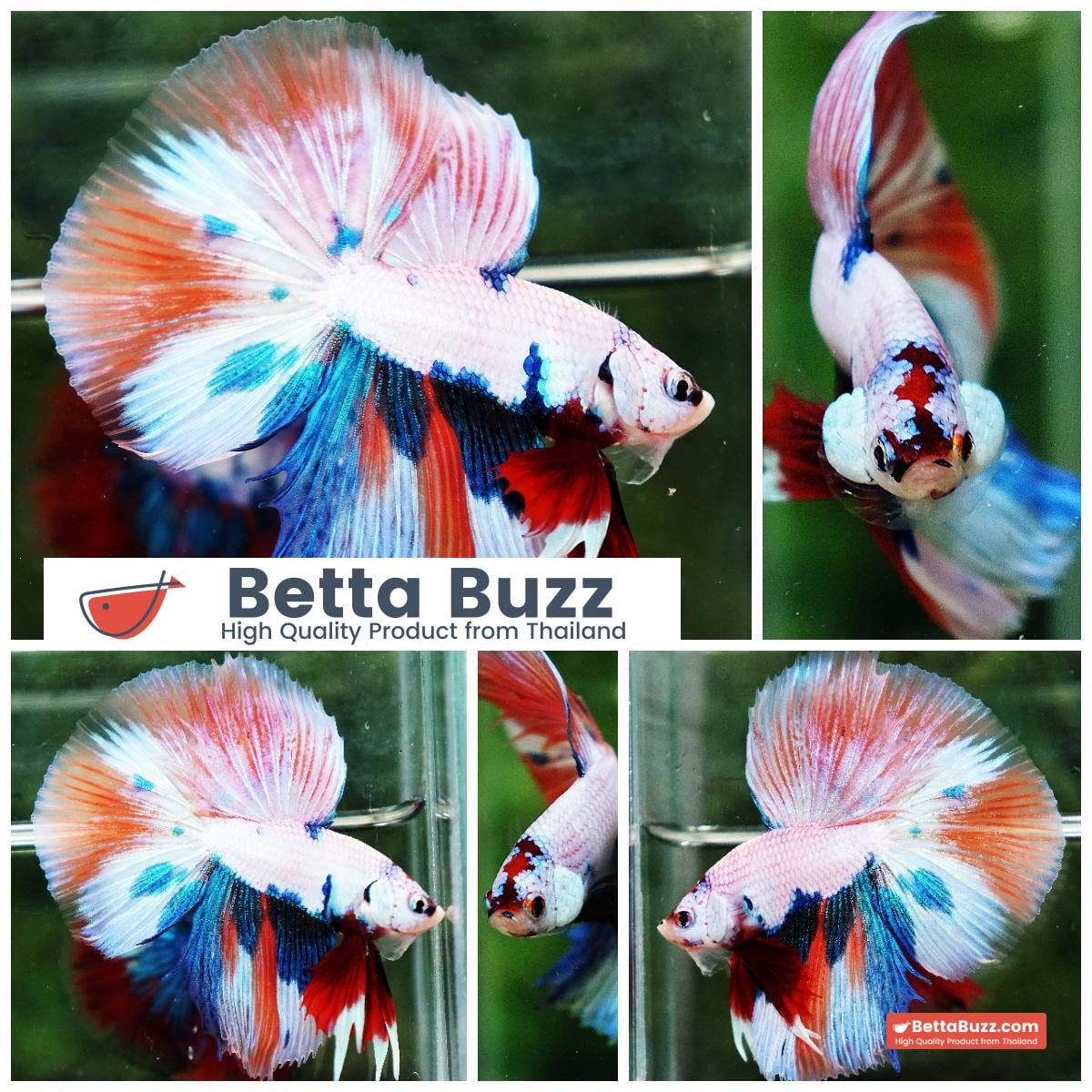 Betta fish HM Fancy Nemo Marble