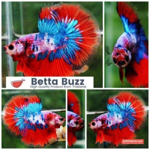 Betta fish OHM Magical Crimson Marble