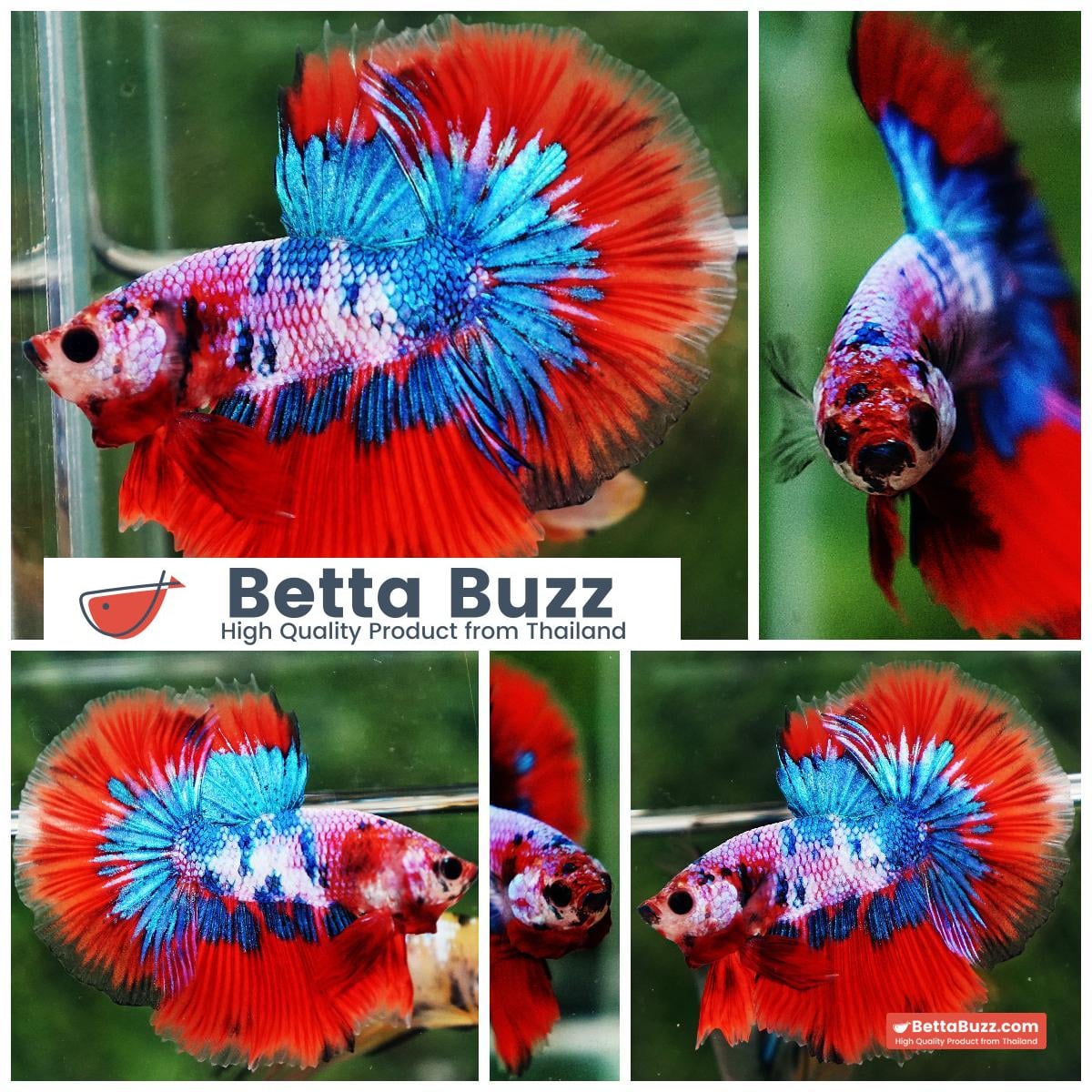 Betta fish OHM Magical Crimson Marble