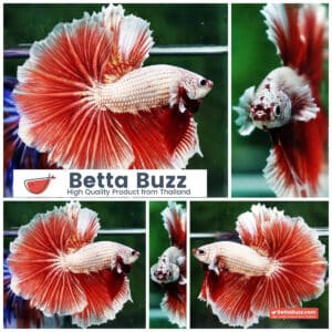 Betta fish OHM Meleys Dragon Sky Hawk