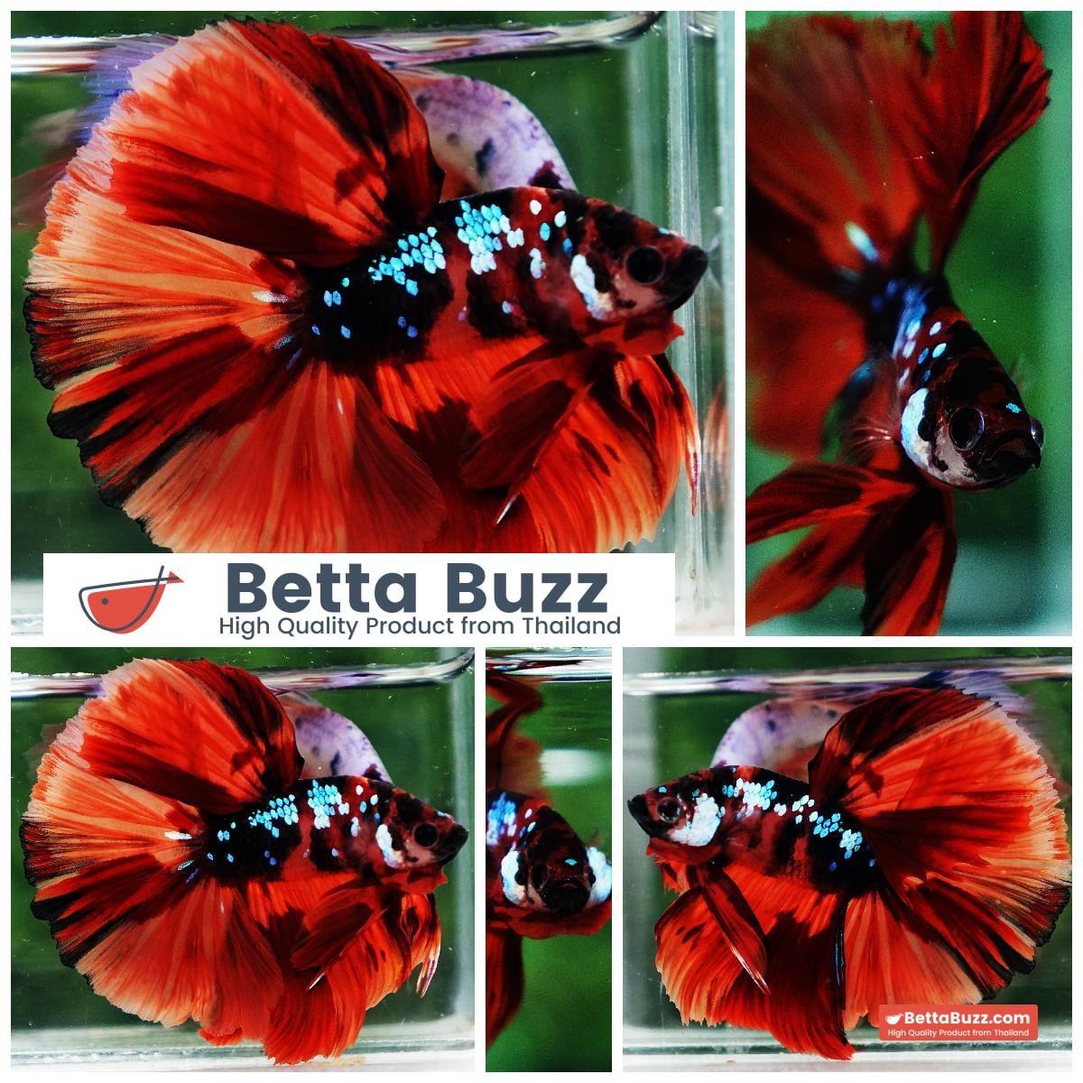 Betta fish HM Tiger Warrior Galaxy