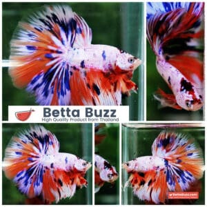 Betta fish HM Multicolor Ice Rain Sword