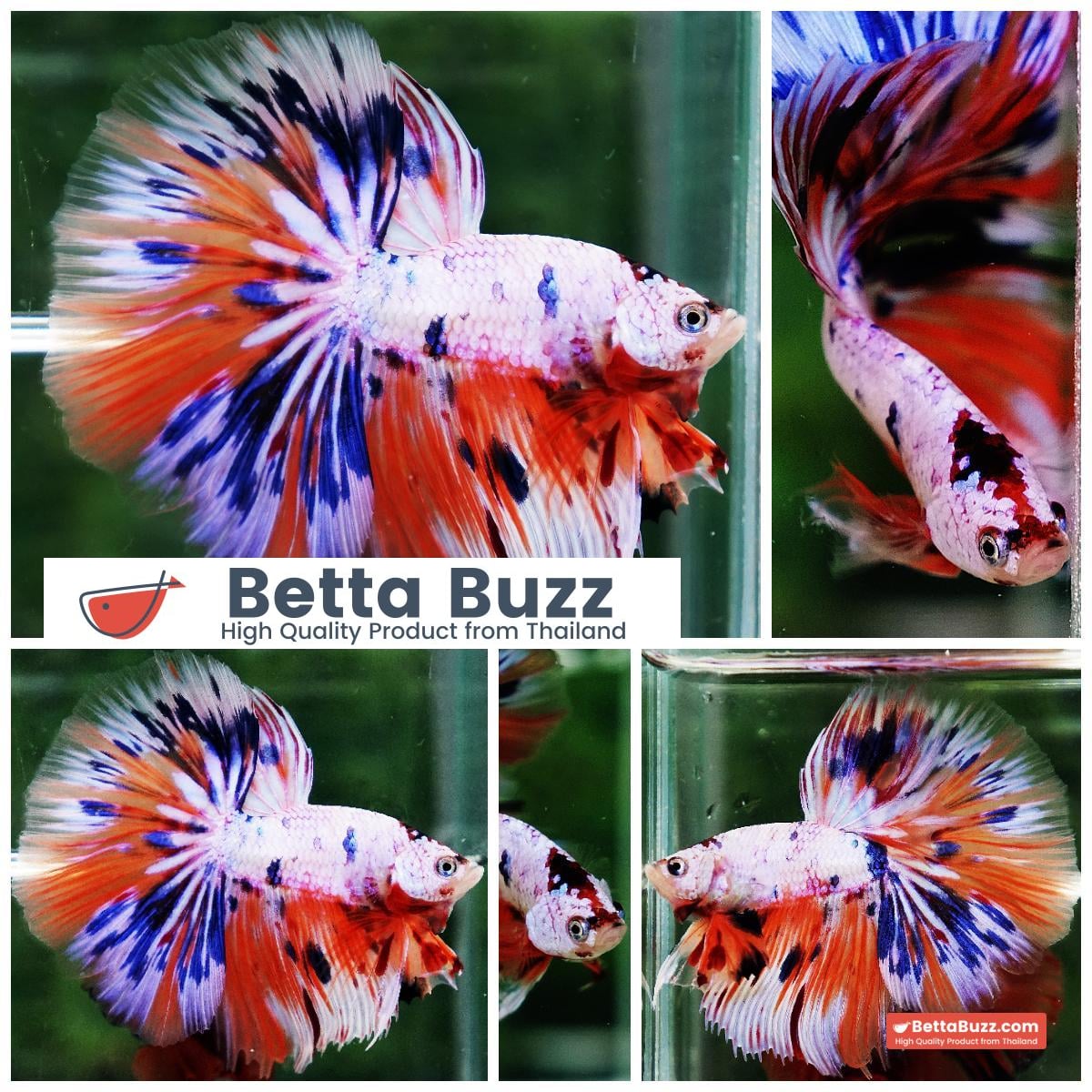Betta fish HM Multicolor Ice Rain Sword