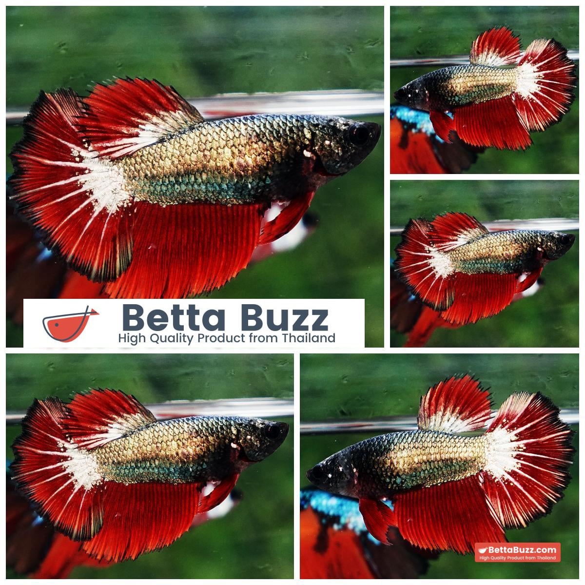 Betta fish Female HM Hell Copper Black Ring