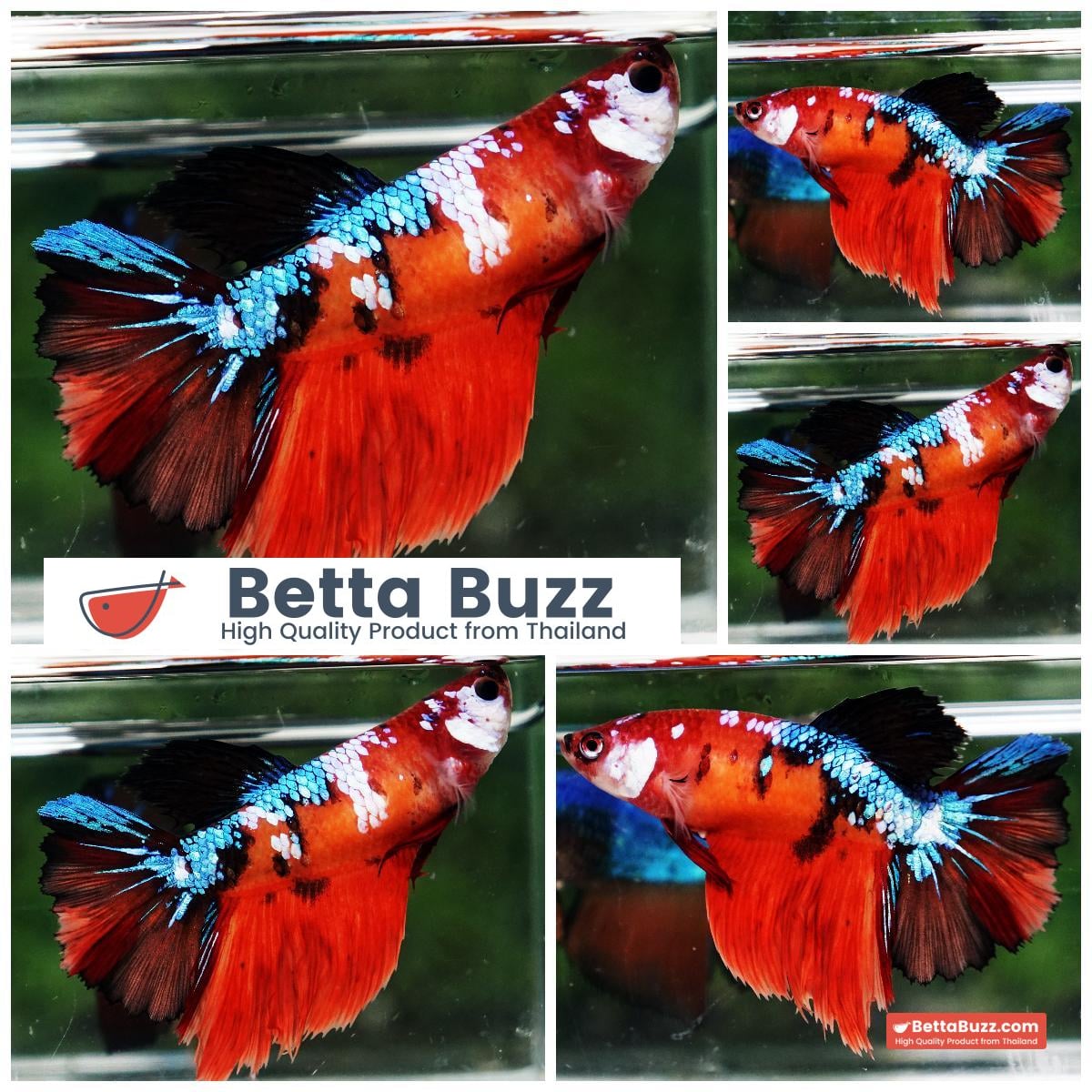 Betta fish Female HM Emerald Nemo Rosetail