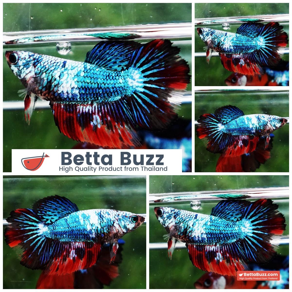 Betta fish Female HM Red Devil Thunder Gas