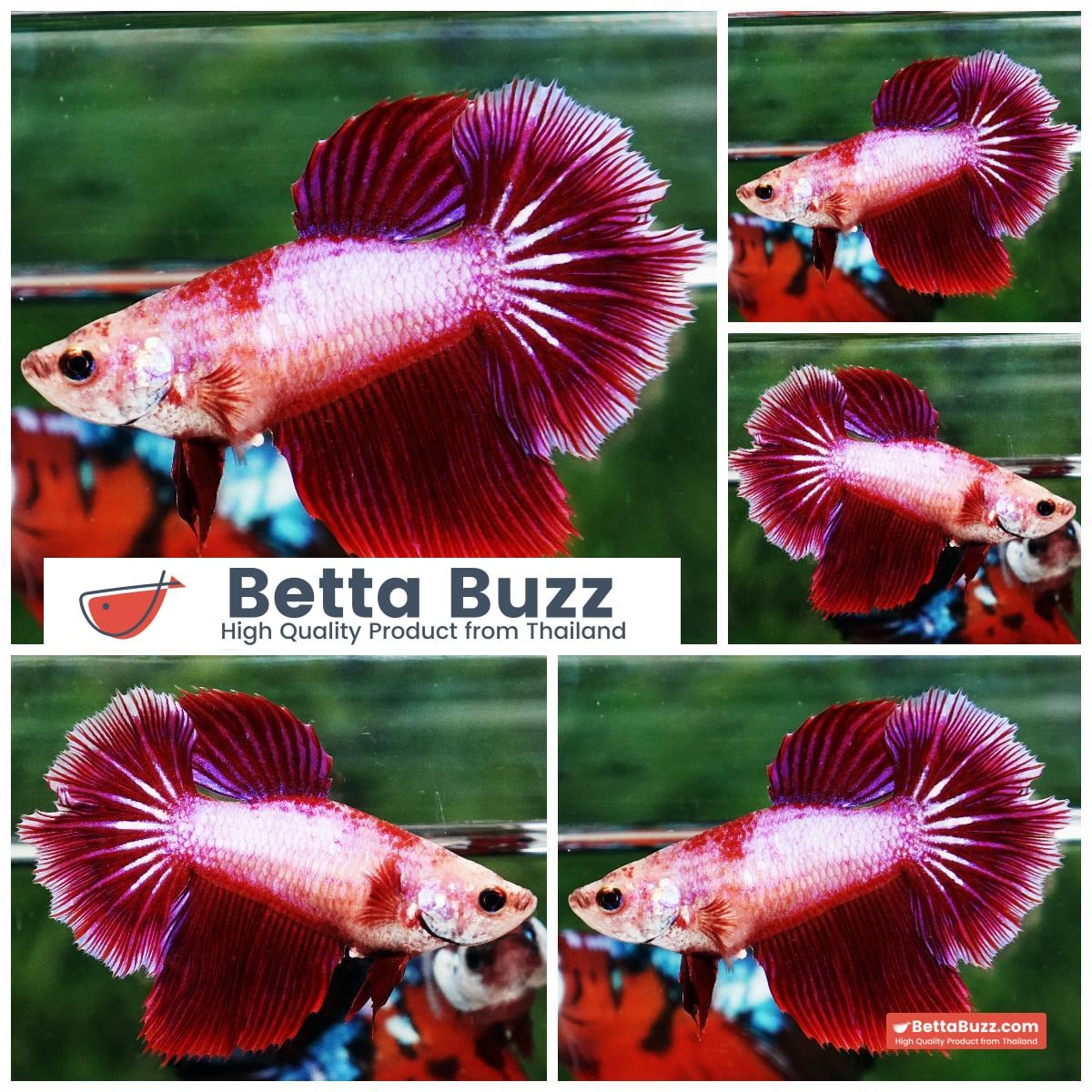 Betta fish Female HM Pink Unicorn Rosetail