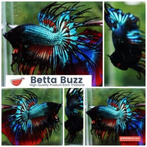 Betta fish CT Emerald Candy Nemo