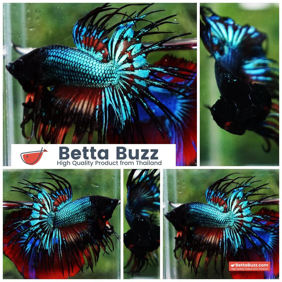 Betta fish CT Emerald Candy Nemo