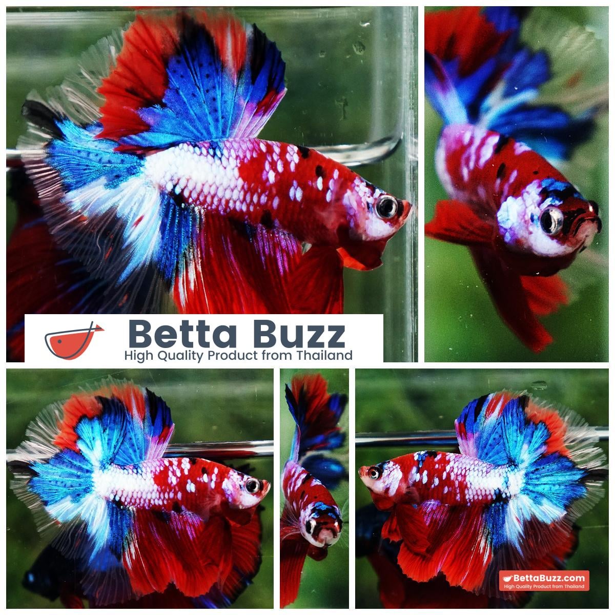 Betta fish OHM Santa Claus Sapphire Koi