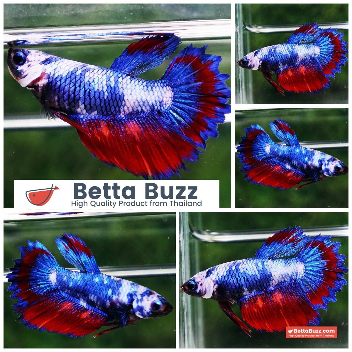 Betta fish Female HM Blue Ring Marble On Fire