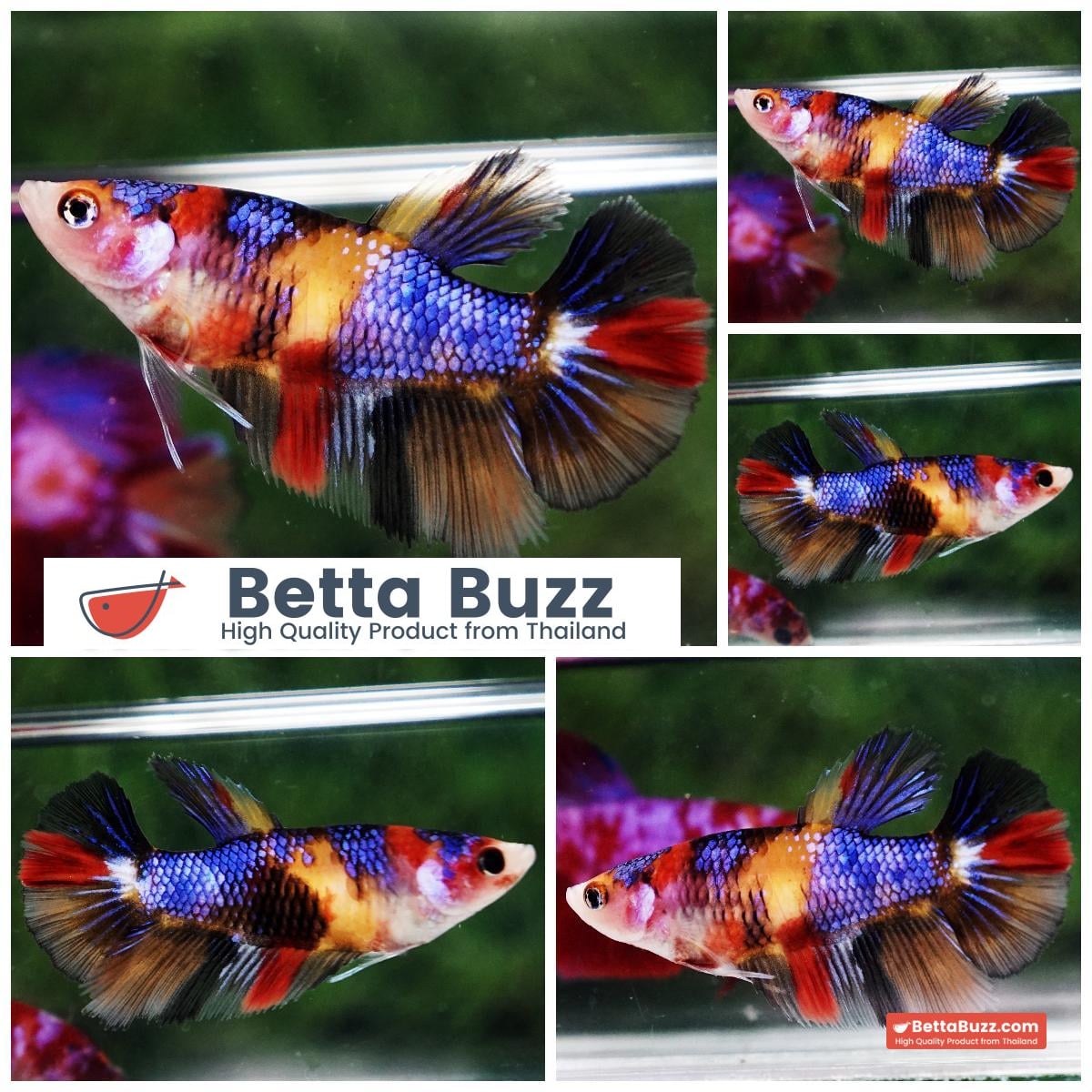 Betta fish Female HM Purple Emerald Nemo Yellow Base