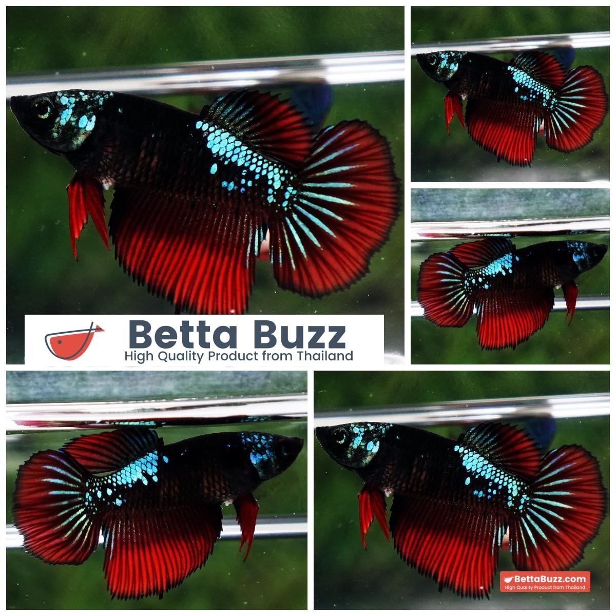 Betta fish Female HM Hell Girl Super Dark Samurai